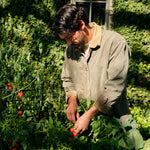 Tomato Trellis - Room Spray