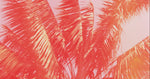 California Summers - Reed Diffuser